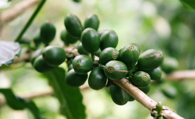 Bio-Espresso aus ökologischem & fairem Anbau