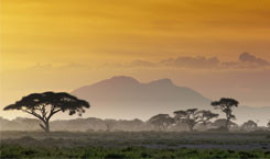 Afrika-Kaffee